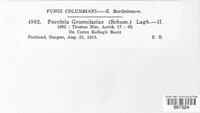 Puccinia grossulariae image
